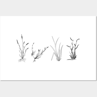 Grasses of the shortgrass steppe Posters and Art